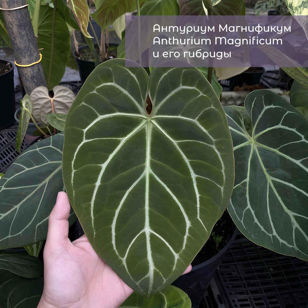 Антуриум Магнификум (Anthurium Magnificum)